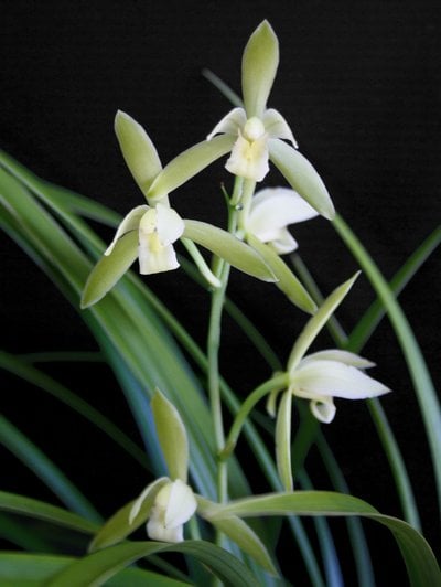 Cymbidium ensifolium"Jin He" x  Cymbidium ensifolium"铁骨素心"