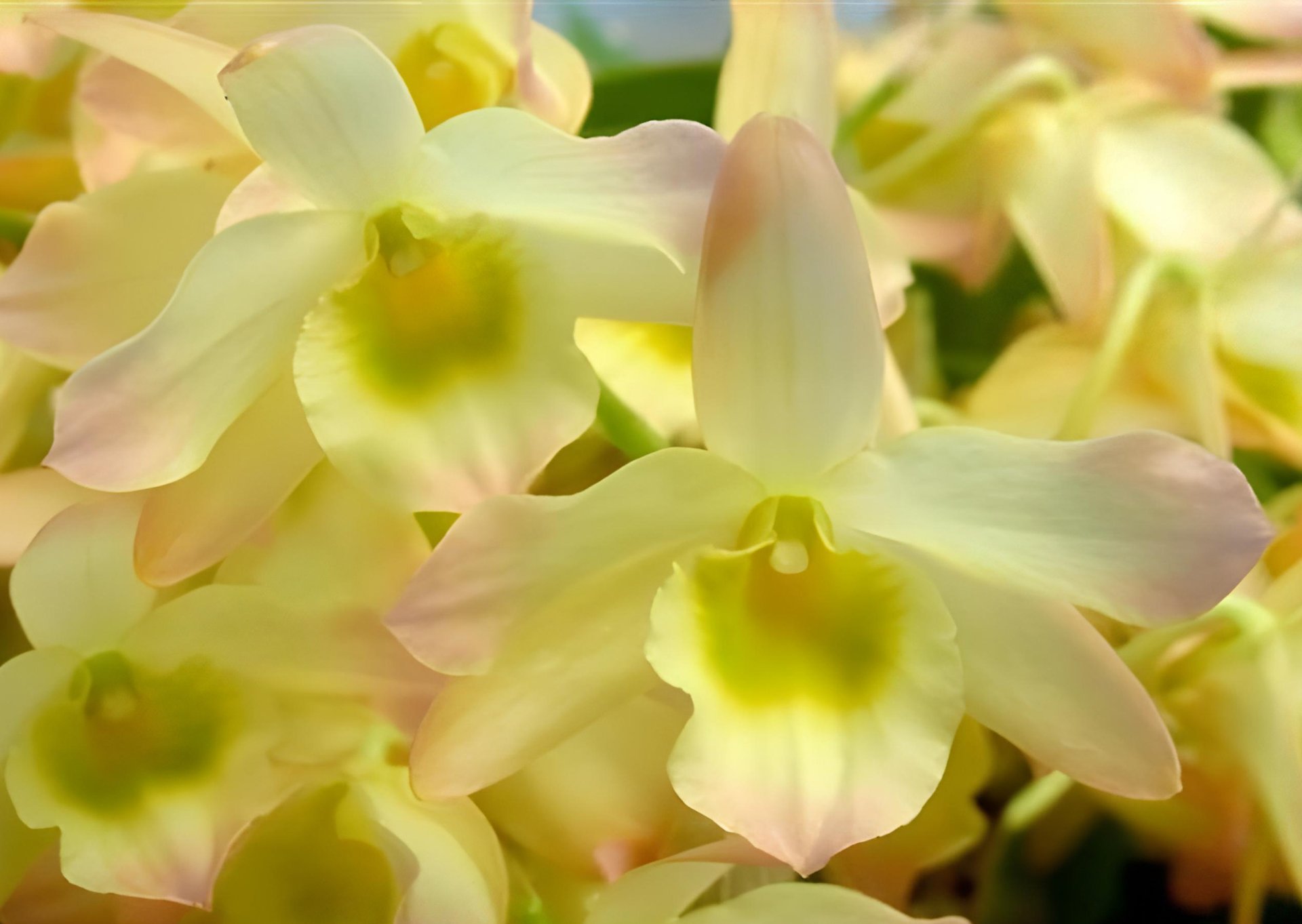 Den.Spring Bird"Tsuyama"(Meri clone)