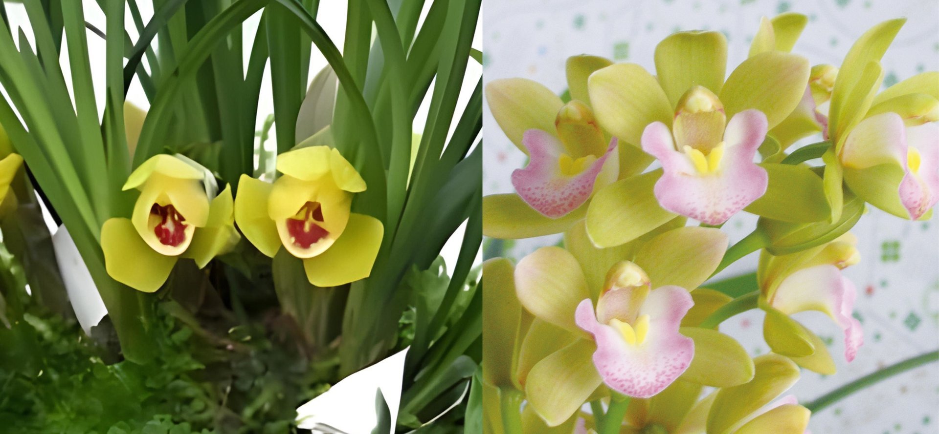 Cym. goeringii”Golden Da Fu Guei” X  Cym.Sweet Heart'Fragrant Orchids' 3