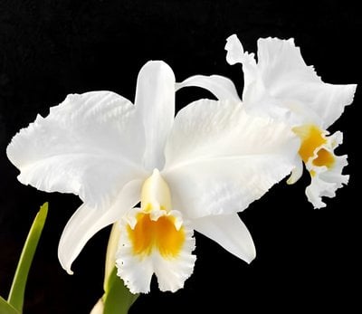Cattleya percivaliana x sib (alba x coerulea)