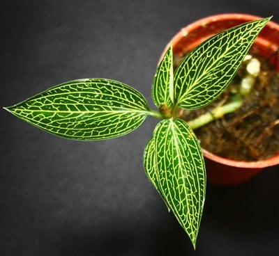 Ludisia discolor var. alba 'Gold Vein'