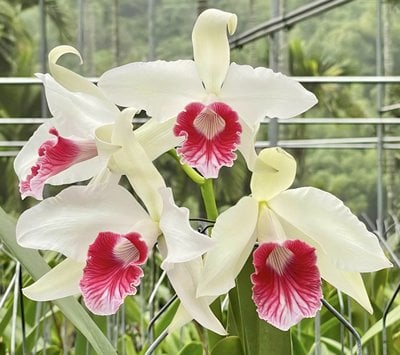 Cattleya (Laelia) purpurata var carnea x sib