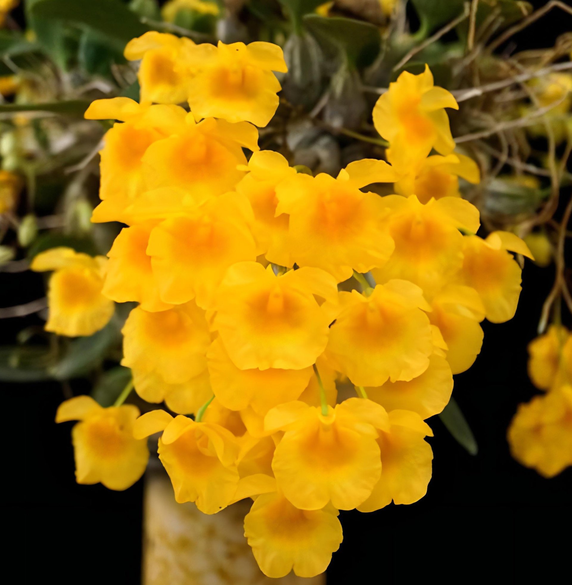 Den. lindleyi x sib