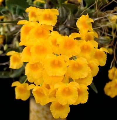 Den. lindleyi x sib