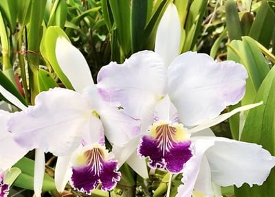 C. lueddemanniana fma. coerulea flamea x coerulea (‘Blue Magic’ x ‘KS’)