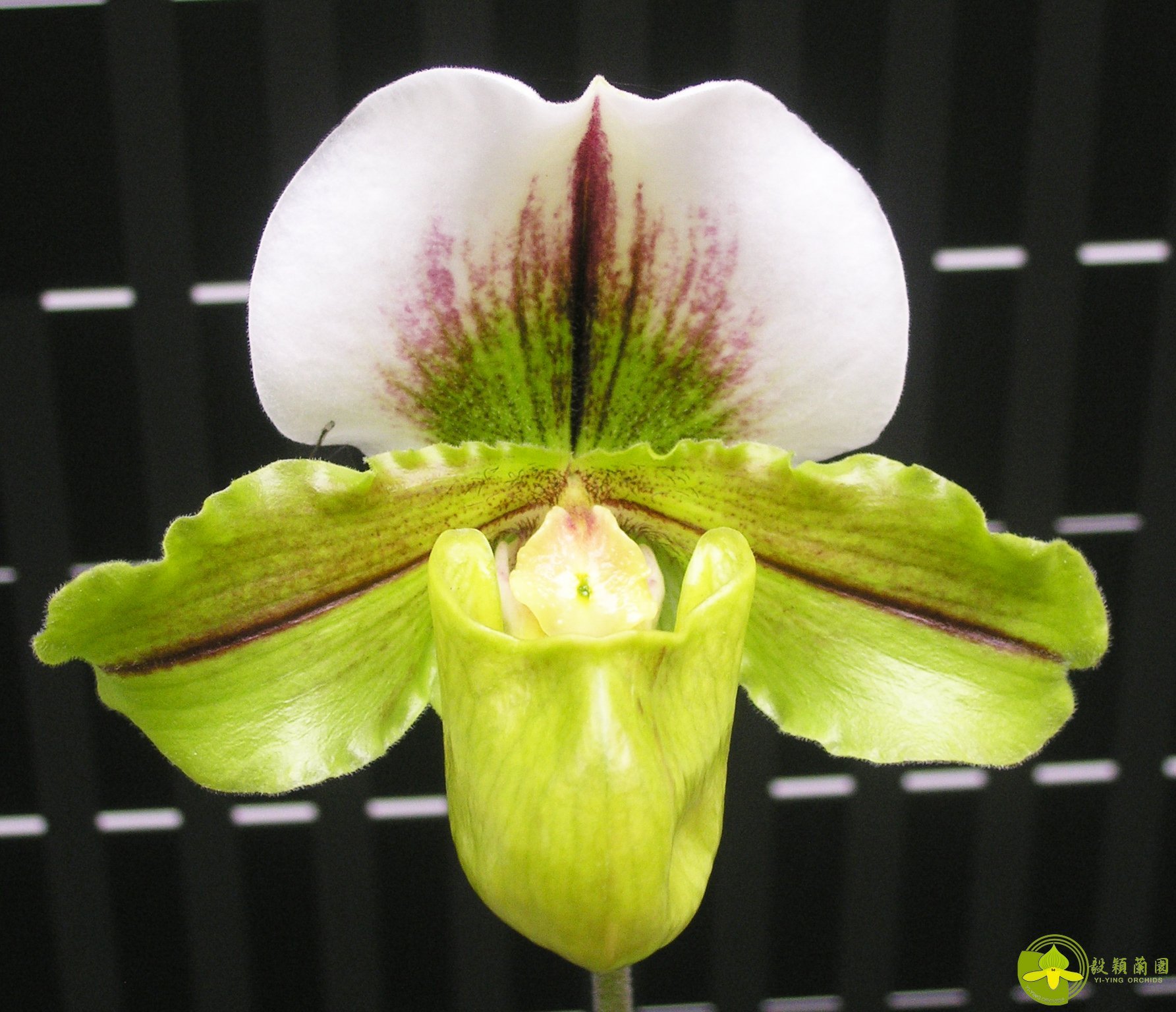 Paph.Yi-Ying Jumping Frog