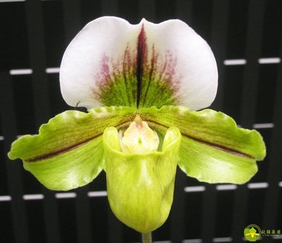 Paph.Yi-Ying Jumping Frog